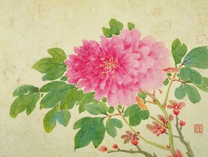 फूल, फल, पक्षी और पशु के चित्र के एल्बम से Peonies की पेंटिंग, c.1774 (कागज पर wc)